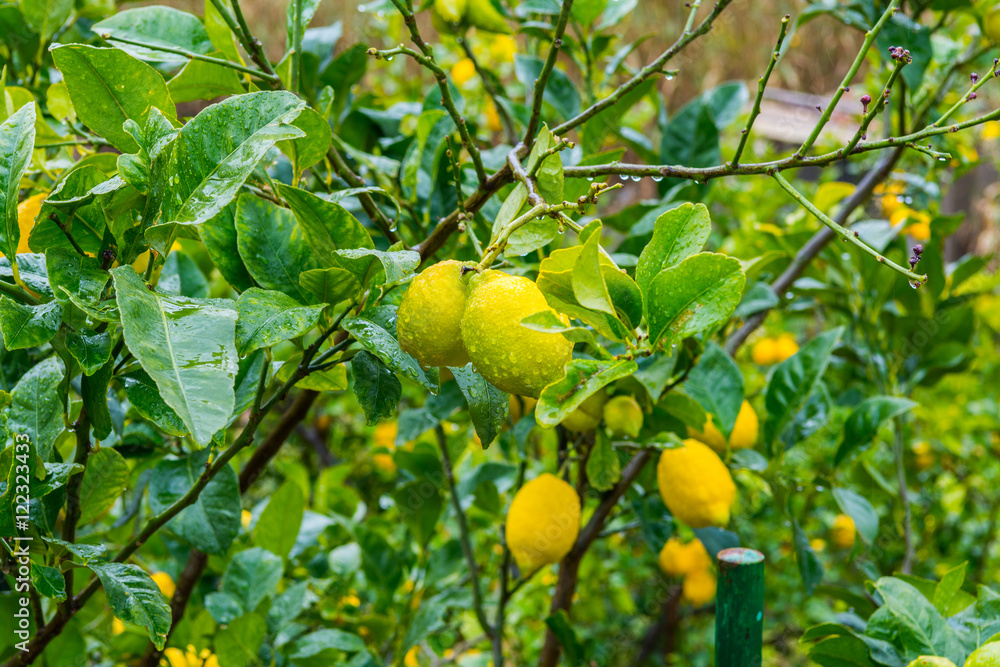 Frehs lemons on a lemontree (majorca)