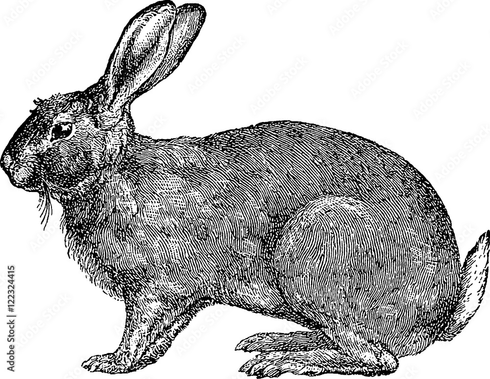 Obraz premium Vintage image rabbit