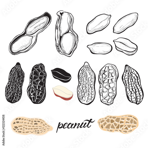 Peanuts isolated on white background. Vector set, elements for design