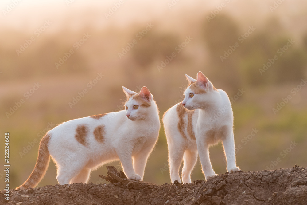 Two cat  on the mound soil and looking,sunset landscape background.