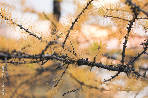 Macro view of a larch tree branch and needles of a yellow color late in autumn. Larch has a spiritual meaning of protection and anti-theft