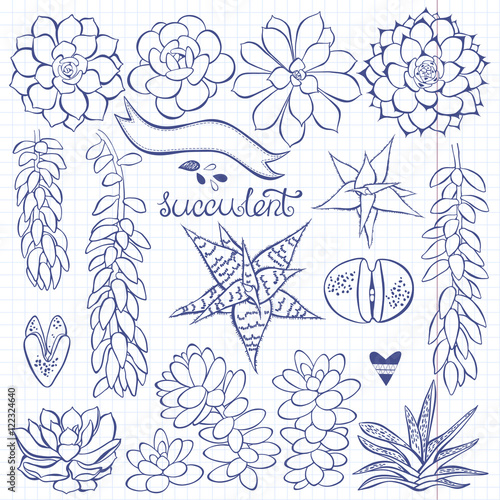 Vector succulent set. Vector illustration for design, isolated elements on paper from a notebook.