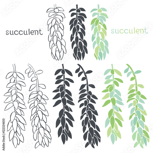 Graphic set with succulents  isolated on white background. 