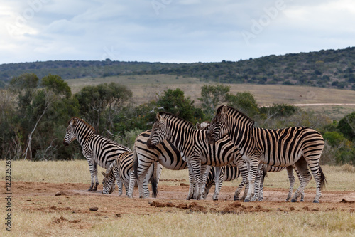 Rest Time At The Dam - Burchell s Zebra