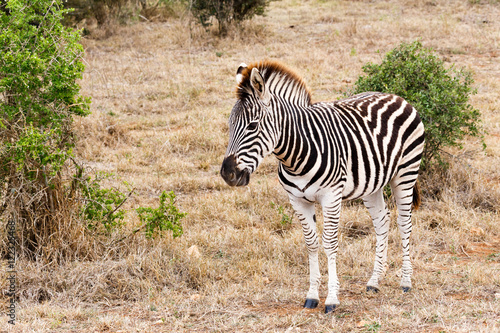 Walking In The Field - Burchell s Zebra