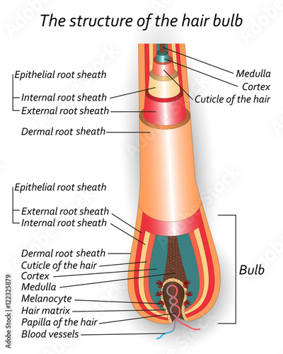 The structure of the hair bulb, anatomical training poster. Vector illustration.