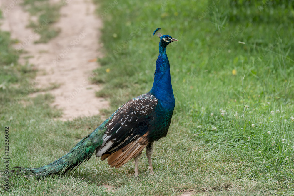 Beautiful peacock . Portrait of peacock with feathers Beautiful peacock . Portrait of peacock with feathers
