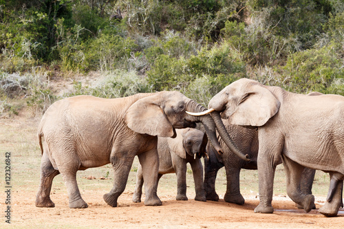 Elephant Trunk Play Day - African Bush Elephant