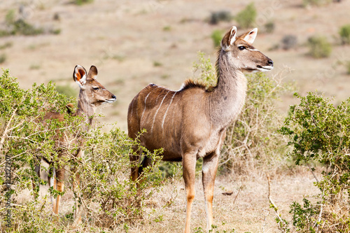 Where Do We Go From Here - Female Kudu
