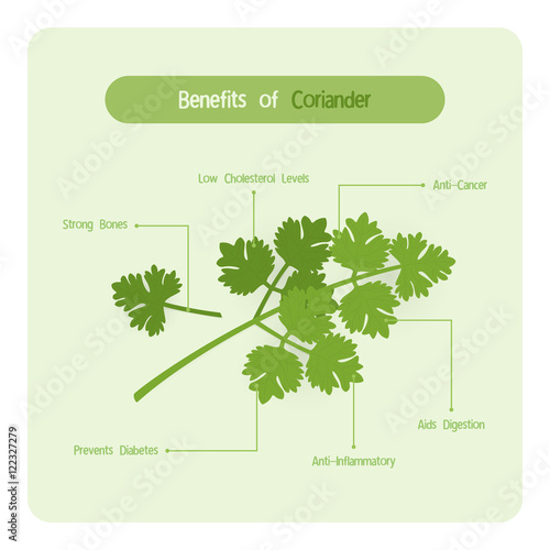 Infographic for coriander benefits with handwriting font style