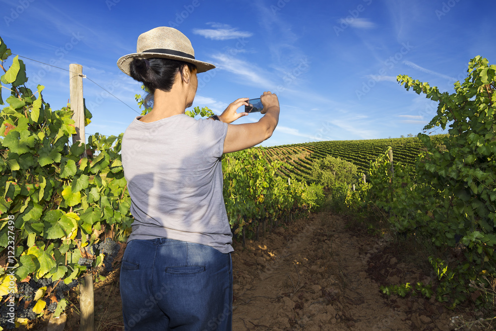 woman in vineyards watching the grape clusters before harvesting , Bierzo, Leon, Spain