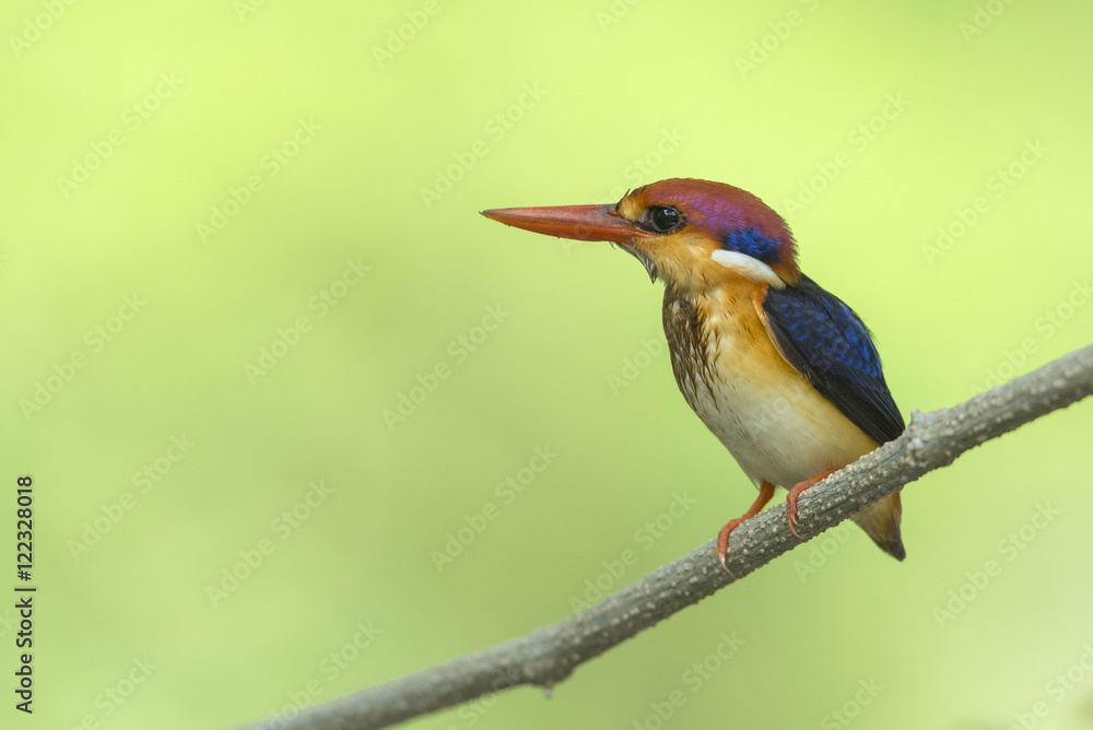 Obraz premium Beautiful bird Black backed Kingfisher, Small bird , Colorful bird