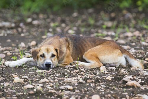 Image of brown dog on nature background.