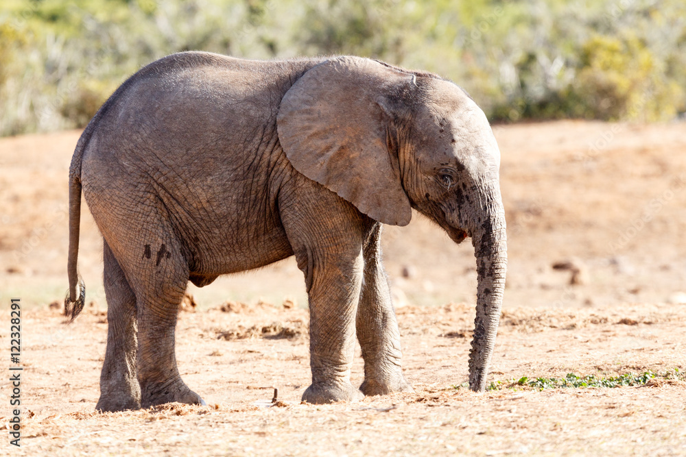 Fototapeta premium African Bush Elephant