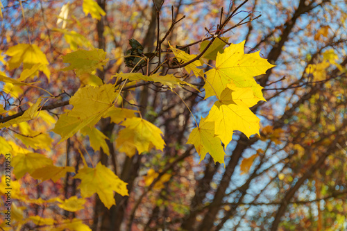 Maple branch in autumn