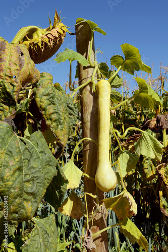 Tromboncino squash on the vine