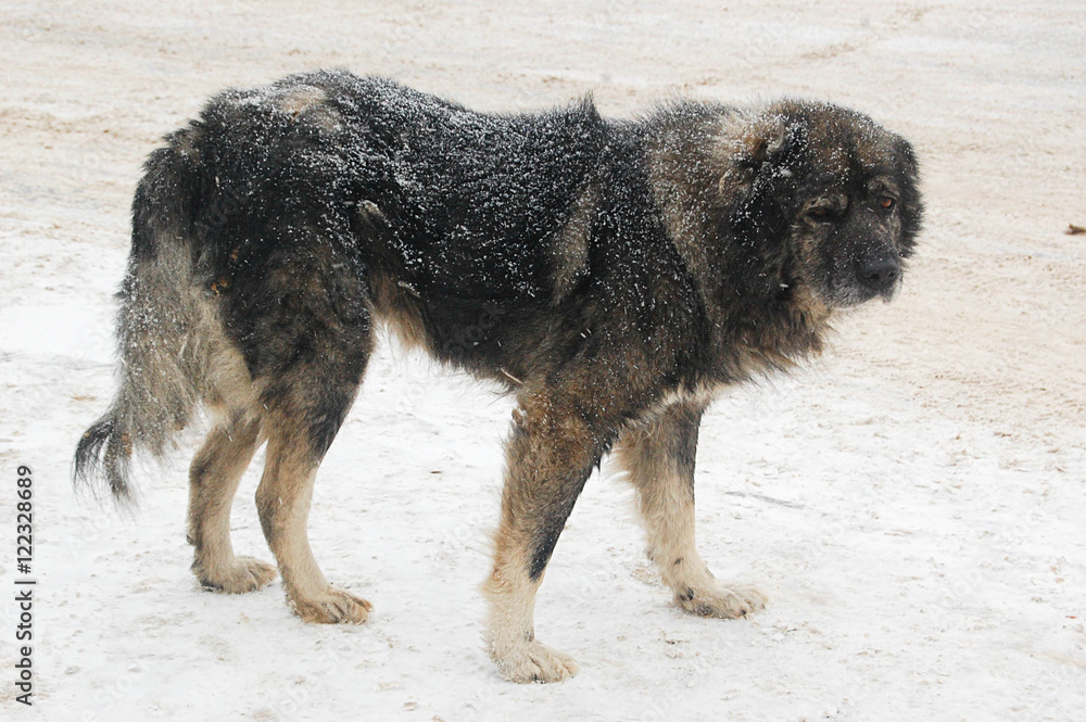 Naklejka premium пёс