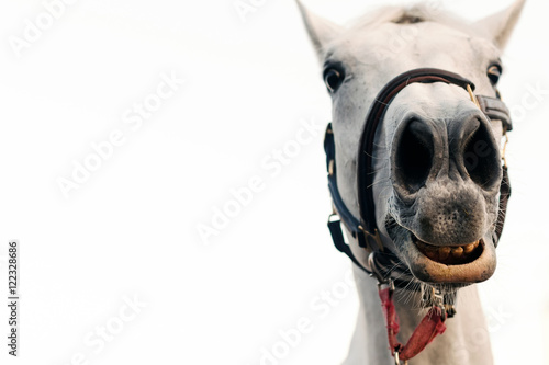 Fototapeta Naklejka Na Ścianę i Meble -  Funny horse portrait isolated white background.
