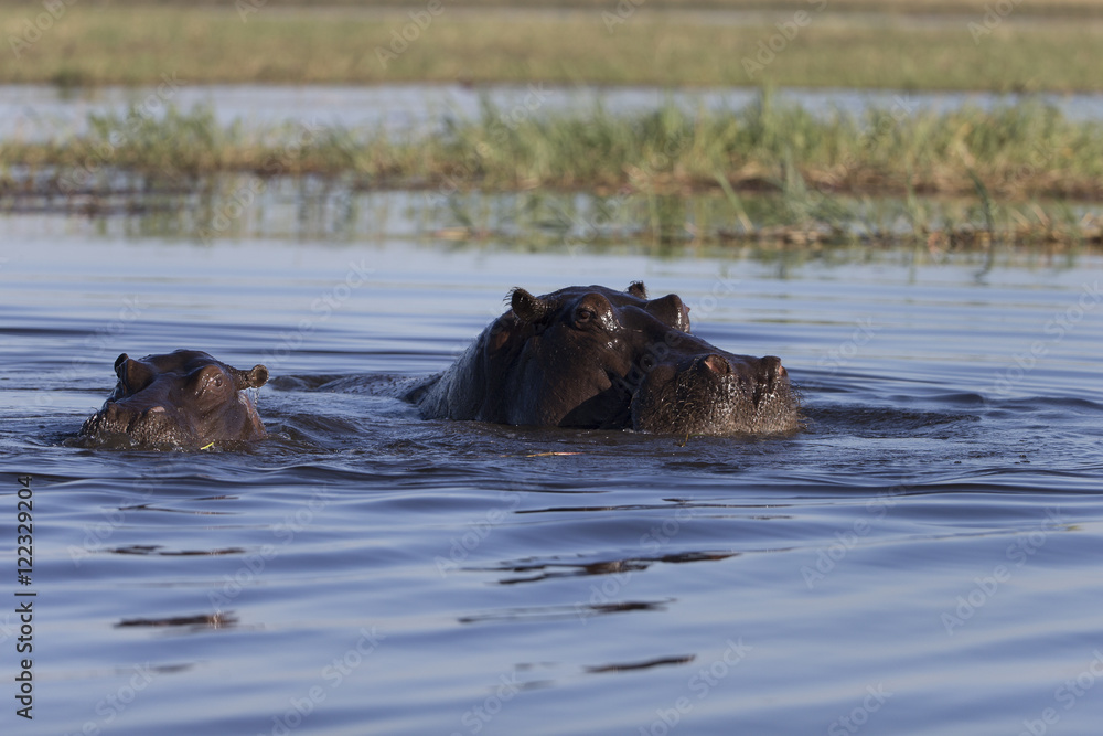 Fototapeta premium Hippo and baby on Chobe River in Botswana Africa