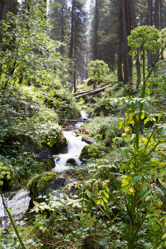 Obraz premium creek in the woods