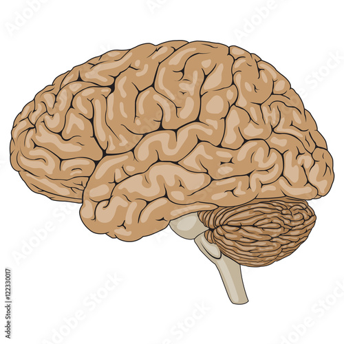 Human Brain Brown