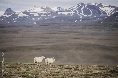 Sheep of Iceland