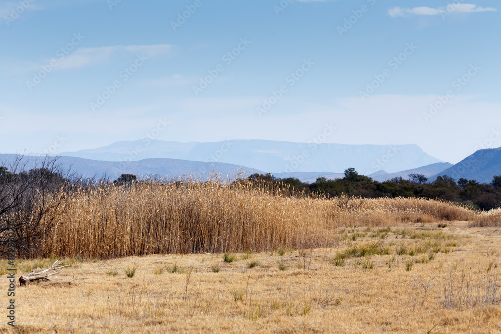 Reeds By The Mountain - Graaff-Reinet Landscape Reeds By The Mountain - Graaff-Reinet Landscape