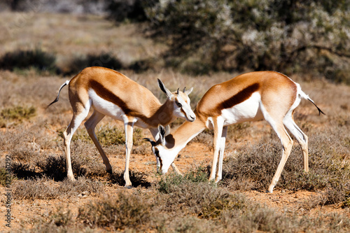 Springboks Chilling - Wildlife Park
