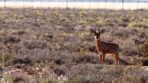 Baby Duiker - Wildlife Park photo