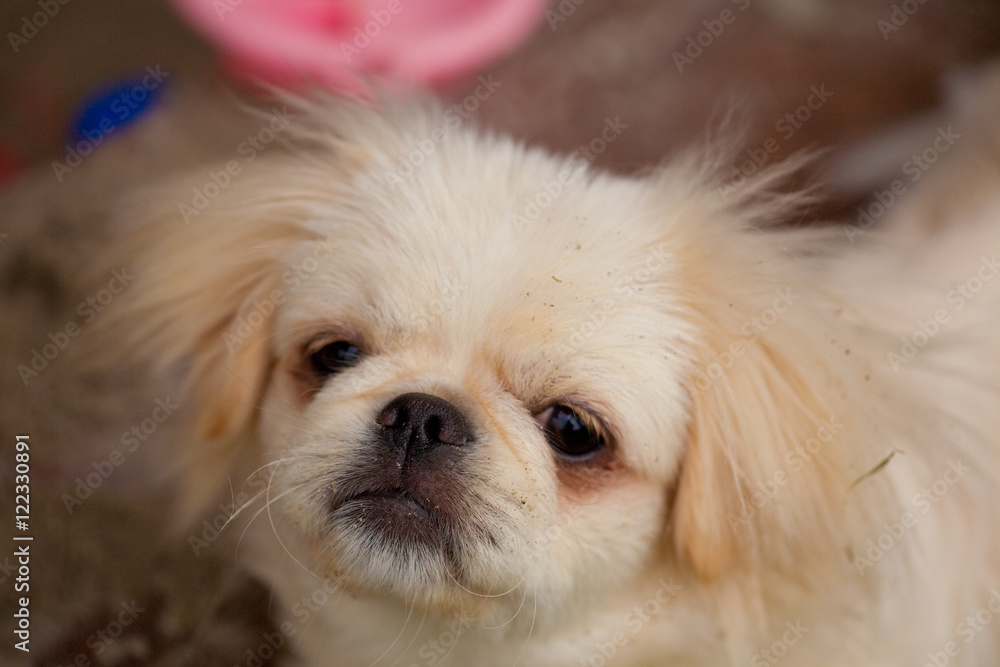 Minihund Minihund