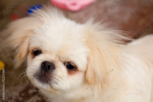 Minihund