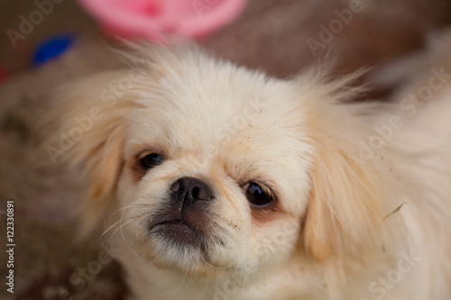 Minihund