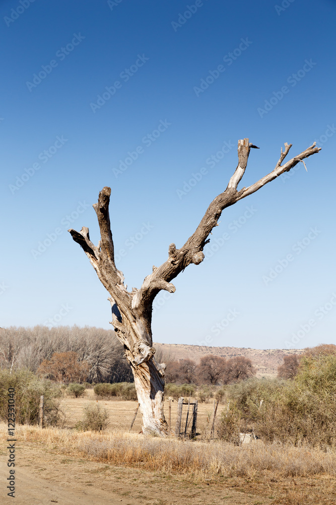The Dead Tree - Nieu-Bethesda Landscape