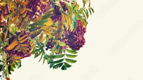 Closeup of colourfull orange Rowan berries or Mountain Ash tree with ripe berries in autumn