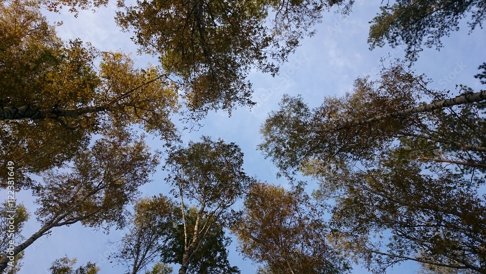 The treetops from the ground in autumn The treetops from the ground in autumn