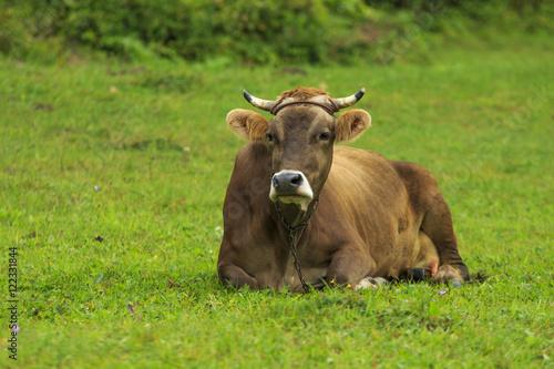 Well-fed cow lies relaxing on a green meadow