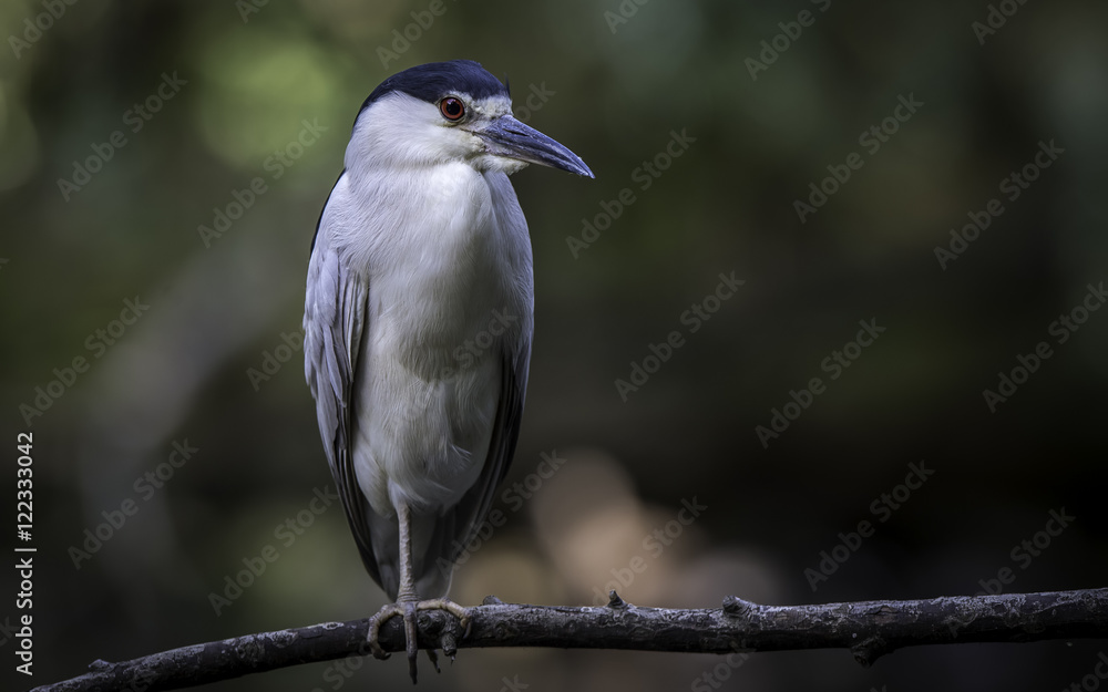 A night heron perching A night heron perching