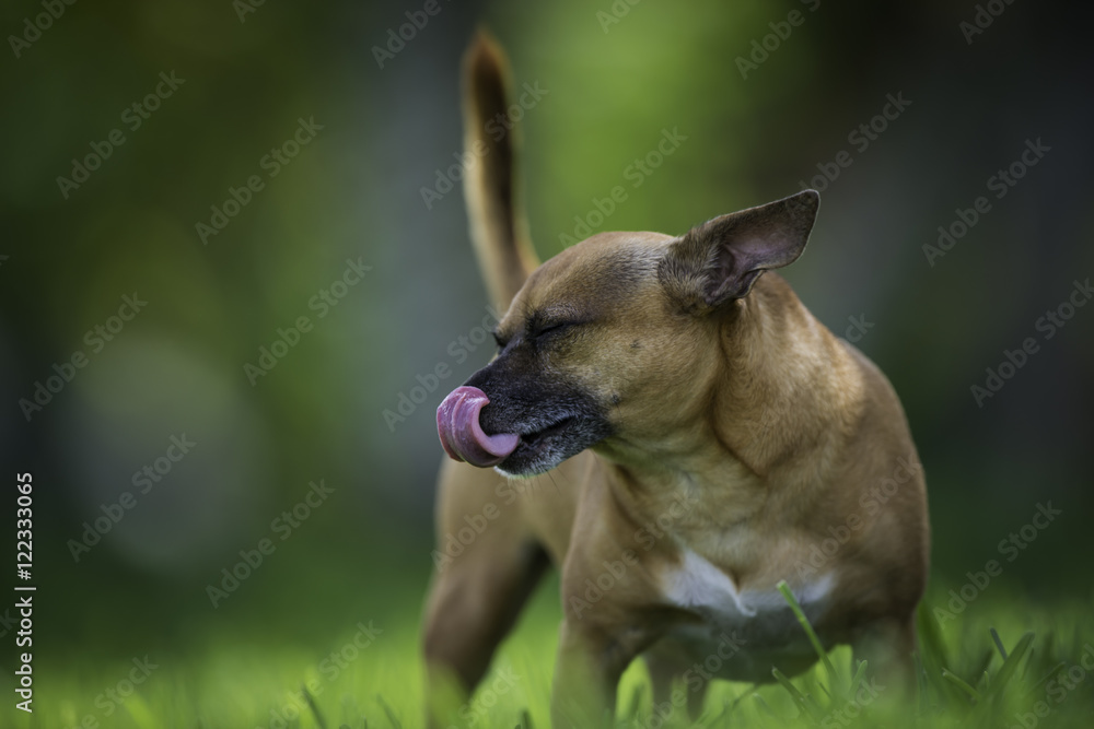 Dog in the grass