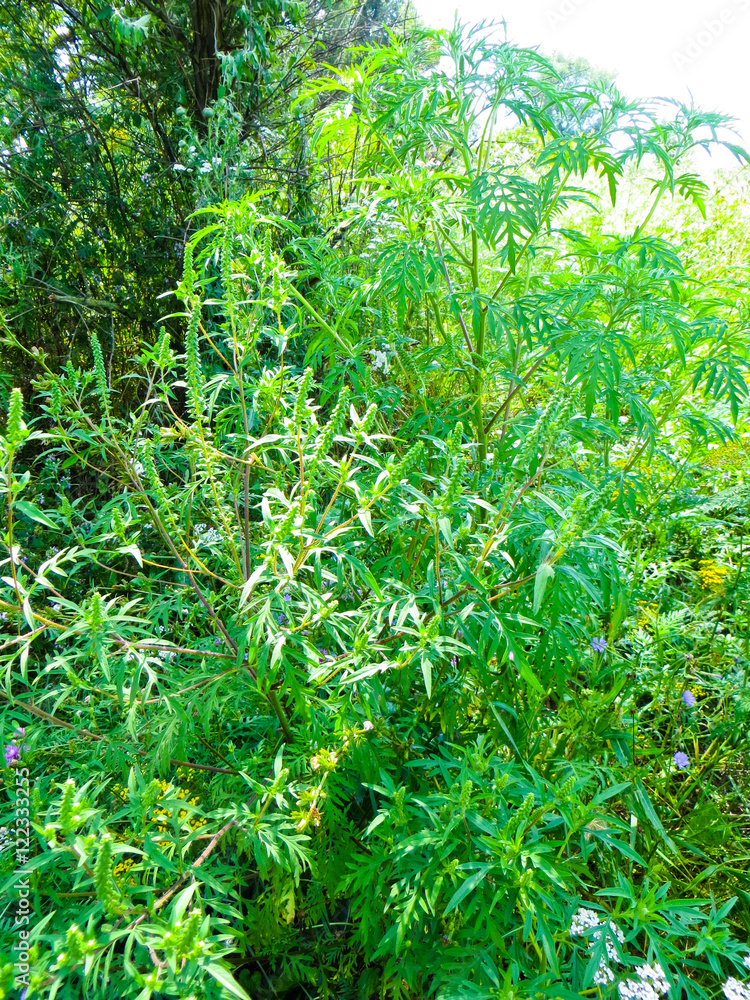 Naklejka premium Ragweed, ambrosia plant (artemisiifolia)