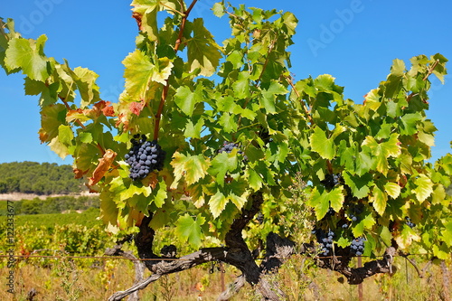 Canvas Print vignobles gard