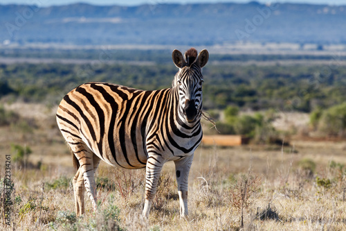 Standing in the field and eating grass - Burchell s Zebra
