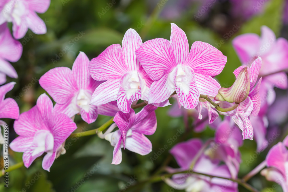 Purple orchids bloom in the garden during the day during the sum Purple orchids bloom in the garden during the day during the sum
