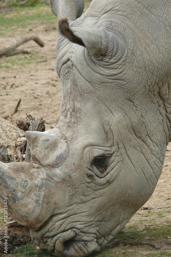 Obraz premium Rhinocéros