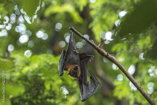 Bat hanging photo