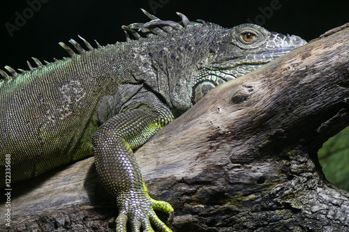 Caméléon