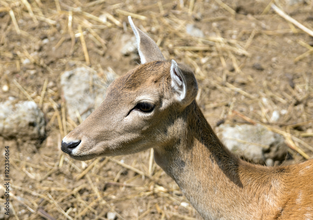 Fototapeta premium Red deer hind