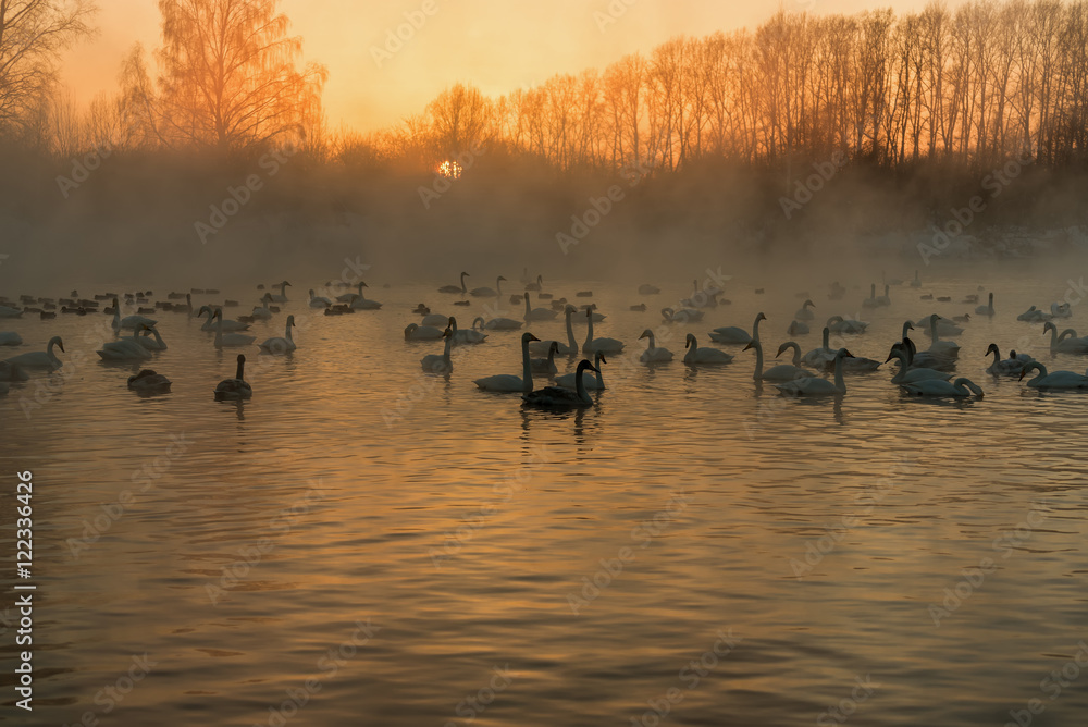 Naklejka premium swan lake fog winter sunset