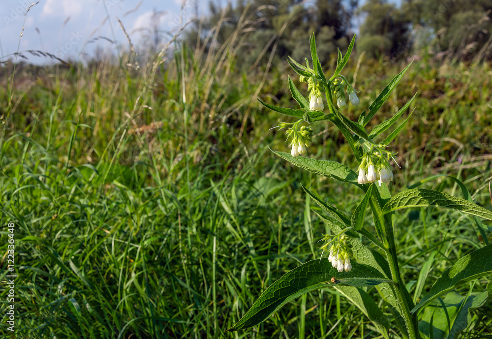 White blooming common comfrey at the slope of an embankment White blooming common comfrey at the slope of an embankment