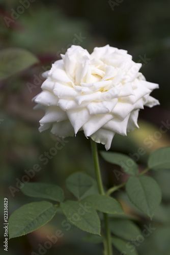 Fototapeta Naklejka Na Ścianę i Meble -  White Rose