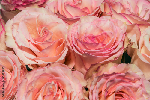 pink roses flowers background